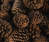 Cedarwood