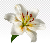 Vanilla