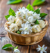 Jasmine