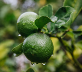 Bergamot